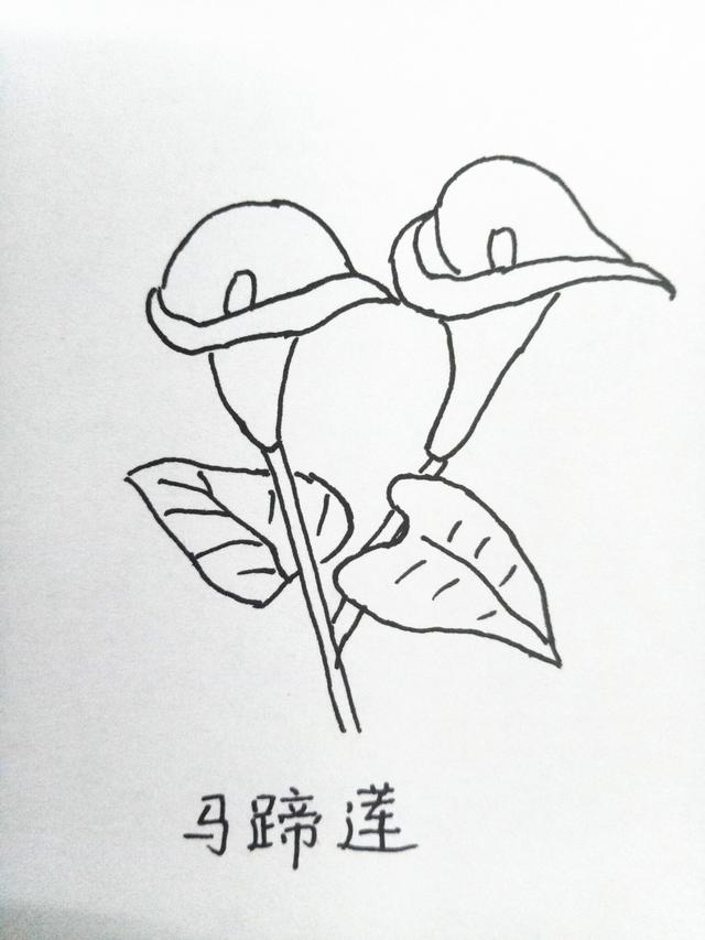 简笔画月季花的画法，月季花的简笔画怎么画（十种花的简笔画，初学者）