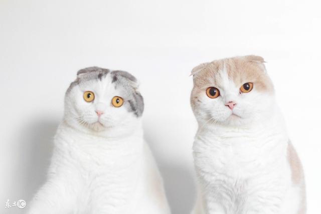 半折耳猫咪会发病吗，半折耳猫咪发病率