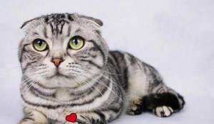 半折耳猫咪会发病吗，半折耳猫咪发病率