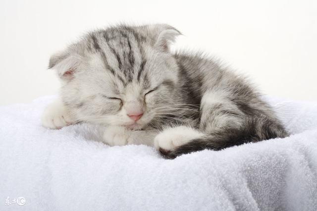 半折耳猫咪会发病吗，半折耳猫咪发病率