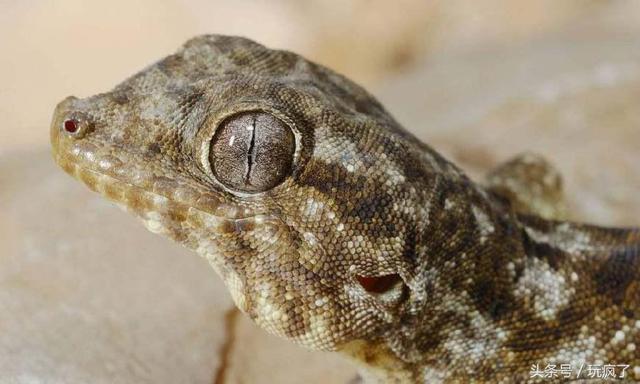 壁虎叫声是什么声音，壁虎会靠近熟睡的人吗（你跟壁虎一起坐过电梯吗）