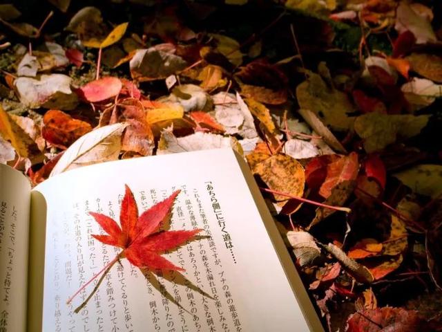 喜欢秋天的理由，一年级写为什么喜欢秋天（就是你爱上秋天的理由）