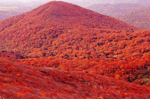喜欢秋天的理由，一年级写为什么喜欢秋天（就是你爱上秋天的理由）