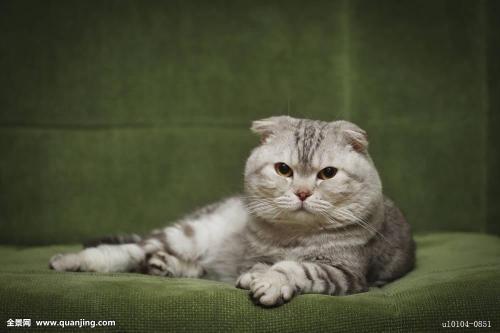 半折耳猫咪会发病吗，半折耳猫咪发病率