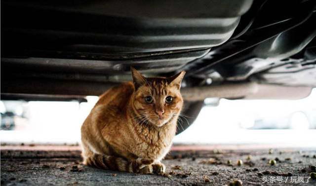 壁虎叫声是什么声音，壁虎会靠近熟睡的人吗（你跟壁虎一起坐过电梯吗）