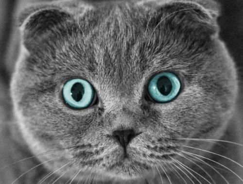 半折耳猫咪会发病吗，半折耳猫咪发病率