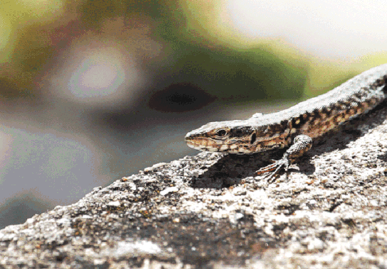 壁虎叫声是什么声音，壁虎会靠近熟睡的人吗（你跟壁虎一起坐过电梯吗）