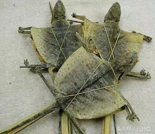 蛤蚧壮阳的，吃蛤蚧要多久才壮阳（中草药蛤蚧的功效与作用及禁忌）