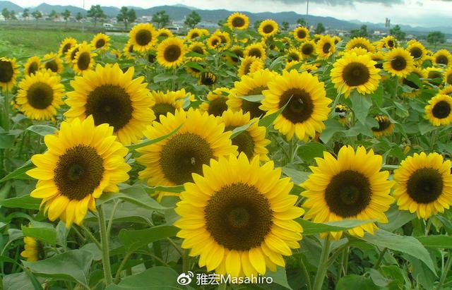 光看队名，我们就差了日本足球很多年