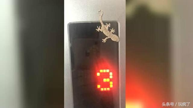 壁虎叫声是什么声音，壁虎会靠近熟睡的人吗（你跟壁虎一起坐过电梯吗）