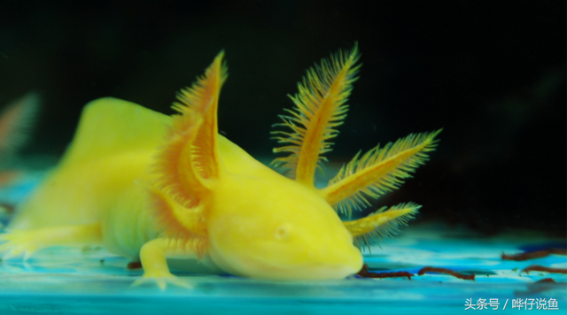 六角龙鱼怎么养，六角龙鱼吃什么（养一只六角恐龙当宠物）