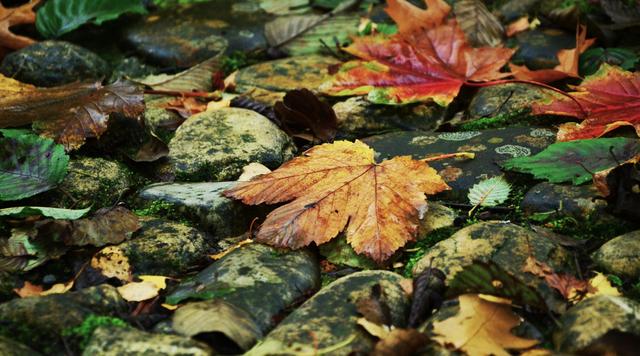 江南佳丽地金陵帝王州是谁写的，江南佳丽地金陵帝王州是谁写的（诗词曲中的南京之美）