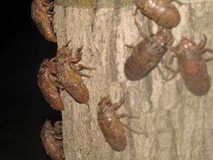 在家里做什么手工活比较赚钱，可以做哪些拿回家的手工活赚点零用钱（最适合赋闲在家的农民的7种赚钱方式）