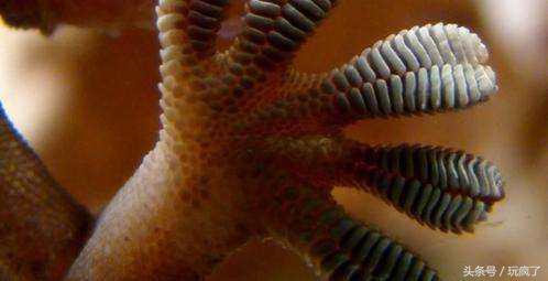 壁虎叫声是什么声音，壁虎会靠近熟睡的人吗（你跟壁虎一起坐过电梯吗）