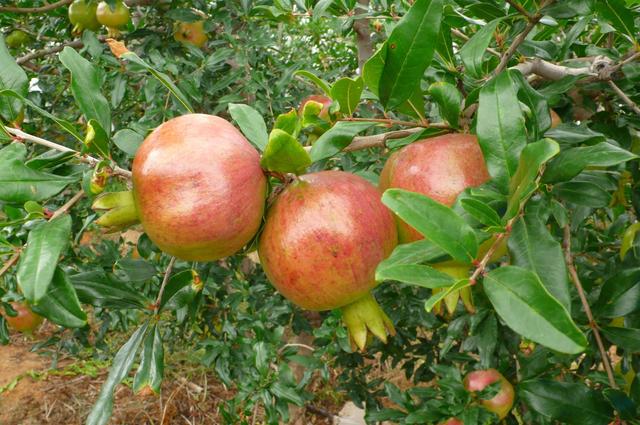 在家里做什么手工活比较赚钱，可以做哪些拿回家的手工活赚点零用钱（最适合赋闲在家的农民的7种赚钱方式）