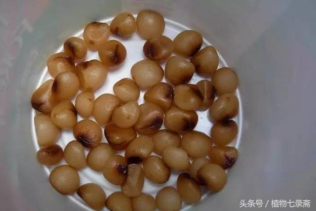 君子兰怎么育苗，君子兰怎么育苗图解（播种繁殖君子兰）