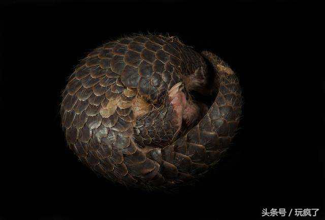 壁虎叫声是什么声音，壁虎会靠近熟睡的人吗（你跟壁虎一起坐过电梯吗）