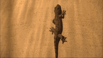 壁虎叫声是什么声音，壁虎会靠近熟睡的人吗（你跟壁虎一起坐过电梯吗）