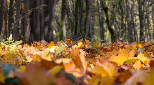 江南佳丽地金陵帝王州是谁写的，江南佳丽地金陵帝王州是谁写的（诗词曲中的南京之美）