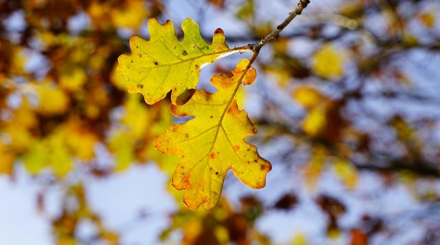 江南佳丽地金陵帝王州是谁写的，江南佳丽地金陵帝王州是谁写的（诗词曲中的南京之美）