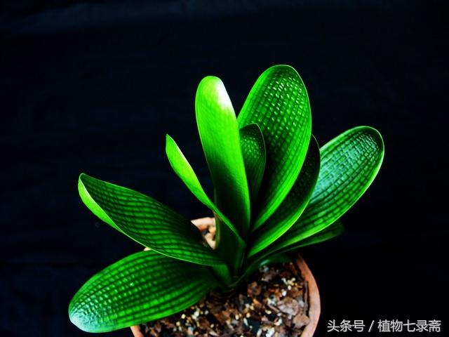 君子兰怎么育苗，君子兰怎么育苗图解（播种繁殖君子兰）