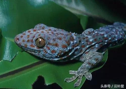 蛤蚧壮阳的，吃蛤蚧要多久才壮阳（中草药蛤蚧的功效与作用及禁忌）