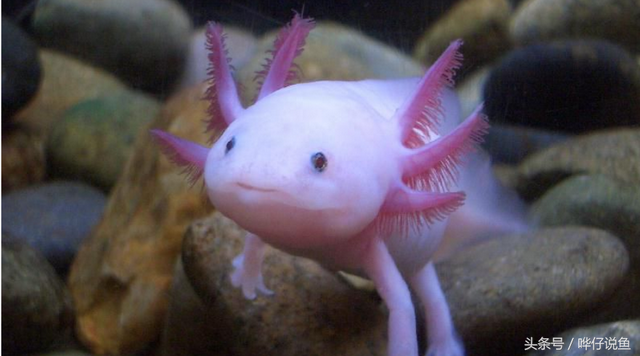 六角龙鱼怎么养，六角龙鱼吃什么（养一只六角恐龙当宠物）