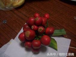 君子兰怎么育苗，君子兰怎么育苗图解（播种繁殖君子兰）