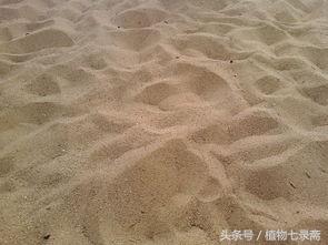 君子兰怎么育苗，君子兰怎么育苗图解（播种繁殖君子兰）