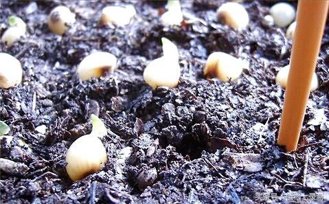 君子兰怎么育苗，君子兰怎么育苗图解（播种繁殖君子兰）