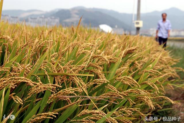 水稻的种植过程，水稻种植的流程有哪些（）