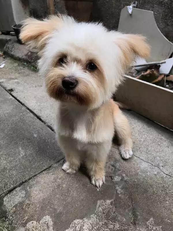 女生适合养的护卫犬，家庭护卫犬（这“7种狗狗”值得一养）