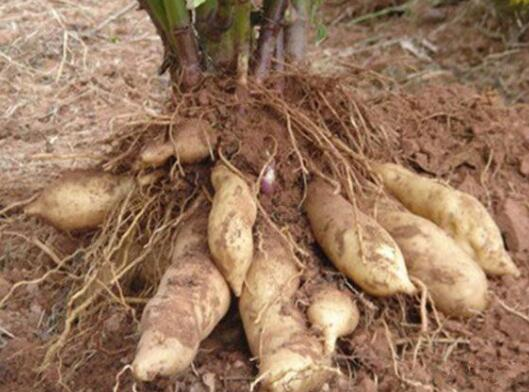 雪莲果是凉性还是热性，雪莲果是凉性还是热性百度百科（雪莲果是属于地下的水果）