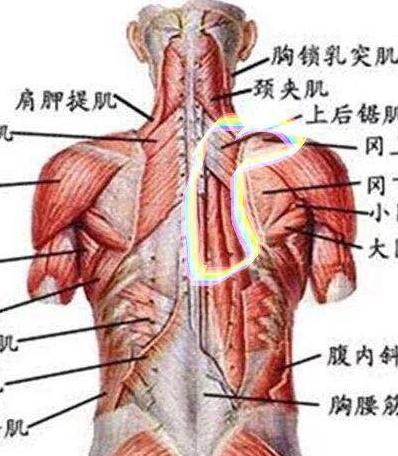 芭蕾小女孩，芭蕾小女孩太瘦了（移动的原则永远是用腿照顾腰）