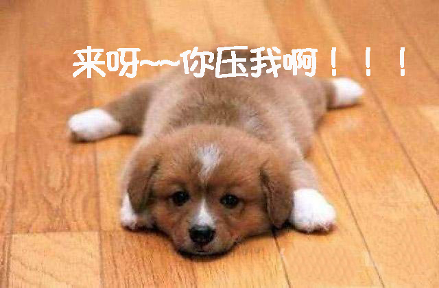 宝路妙鲜包怎么样，宝路联合官方旗舰店（狗狗性格好不好）