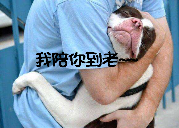 宝路妙鲜包怎么样，宝路联合官方旗舰店（狗狗性格好不好）