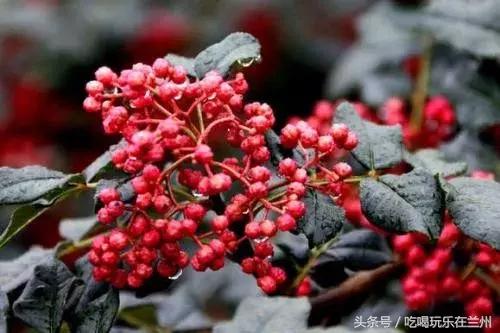 甘肃的特产有什么，甘肃庆阳有什么特产（这些甘肃特产，你知道吗）