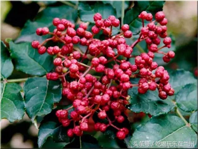 甘肃的特产有什么，甘肃庆阳有什么特产（这些甘肃特产，你知道吗）