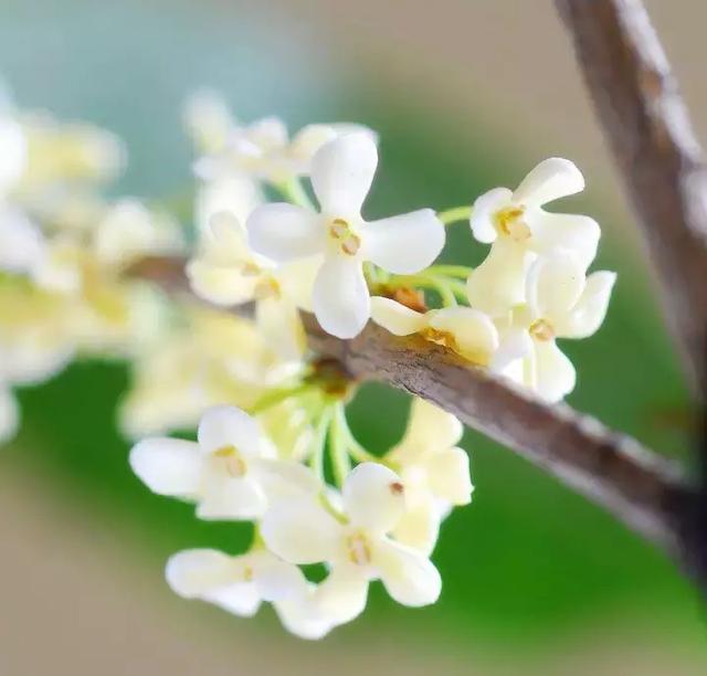 中国四大桂花产地,盘点桂花的四大品种(桂花竟然有这么多种吃法) 中国四大桂花产地,盘点桂花的四大品种(桂花竟然有这么多种吃法)