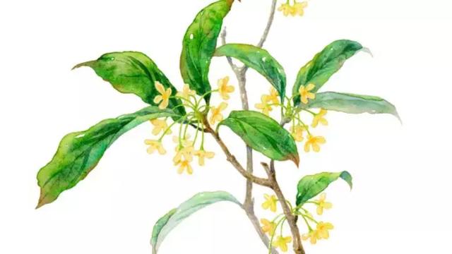 中国四大桂花产地,盘点桂花的四大品种(桂花竟然有这么多种吃法) 中国四大桂花产地,盘点桂花的四大品种(桂花竟然有这么多种吃法)