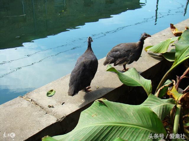 珍珠鸡能长多少斤，珍珠鸡能长多少斤一个（据说刚出生的第一天就有飞行能力）