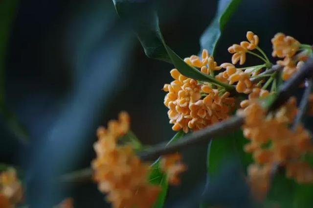 中国四大桂花产地,盘点桂花的四大品种(桂花竟然有这么多种吃法) 中国四大桂花产地,盘点桂花的四大品种(桂花竟然有这么多种吃法)