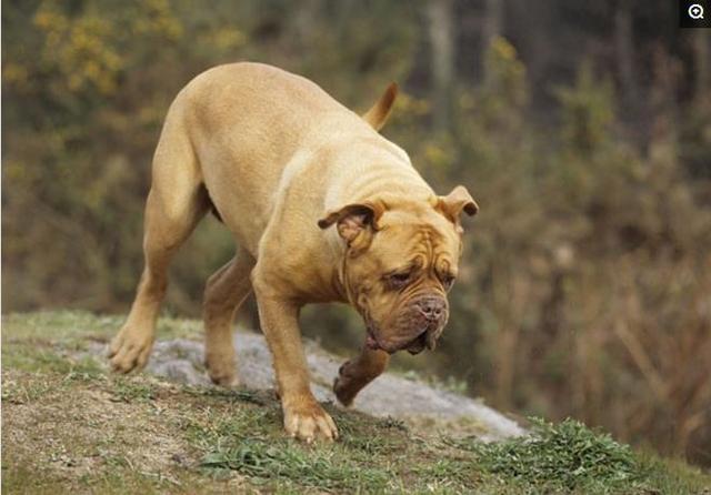 温顺的短毛大型犬图片