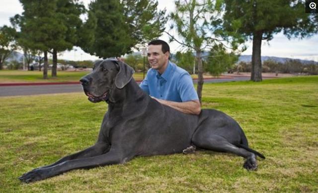 温顺的短毛大型犬图片