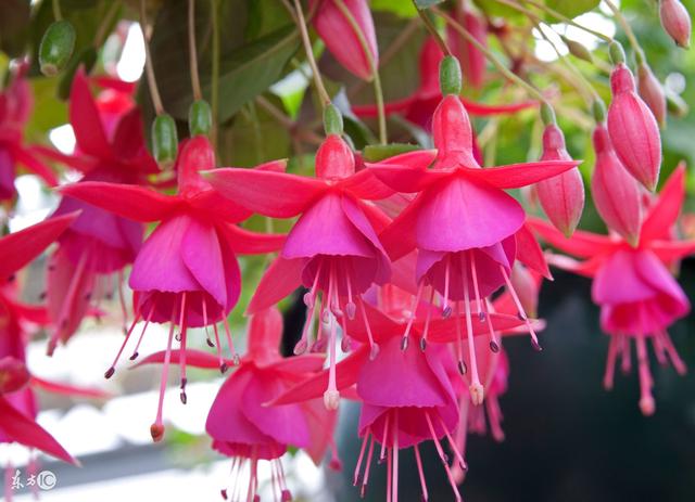 梦见把蛇砍成好几段，梦见蛇被砍断了好几段什么意思（蛇年之人快来接福吧）