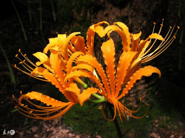 梦见把蛇砍成好几段，梦见蛇被砍断了好几段什么意思（蛇年之人快来接福吧）