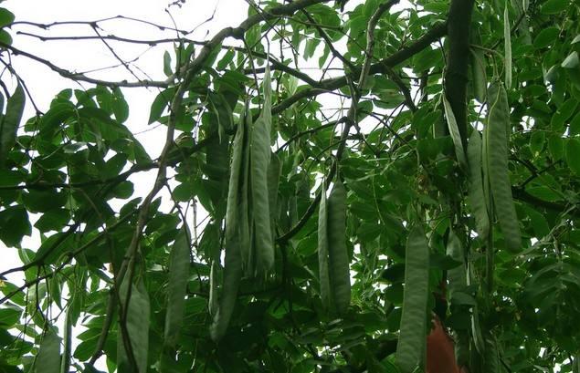 皂角怎么煮水洗发，皂角煮水洗发需要数量（天然健康的养发生发方式）