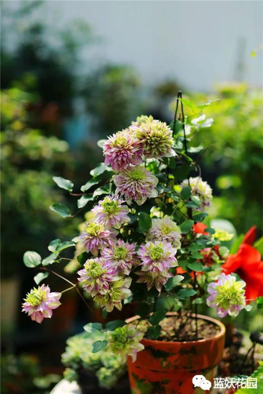 铁线莲的养殖方法和注意事项，冬天铁线莲的养殖方法和注意事项（铁线莲藤本皇后你值得养一颗）