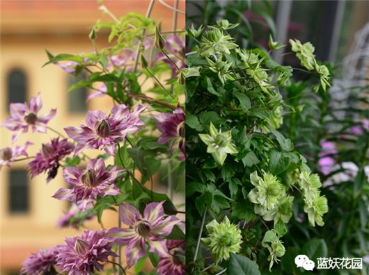 铁线莲的养殖方法和注意事项，冬天铁线莲的养殖方法和注意事项（铁线莲藤本皇后你值得养一颗）