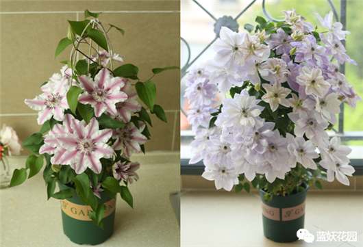 铁线莲的养殖方法和注意事项，冬天铁线莲的养殖方法和注意事项（铁线莲藤本皇后你值得养一颗）